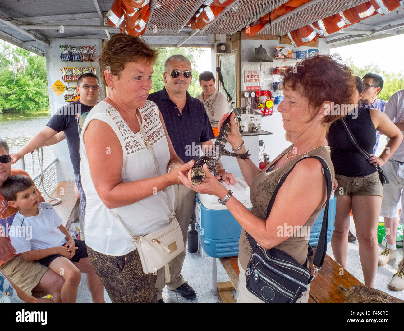 Tourists on a tour boat in a  Mississippi River swamp bayou in Jean Lafitte National Park, Louisiana, play with a live baby alligator. Stock Photo