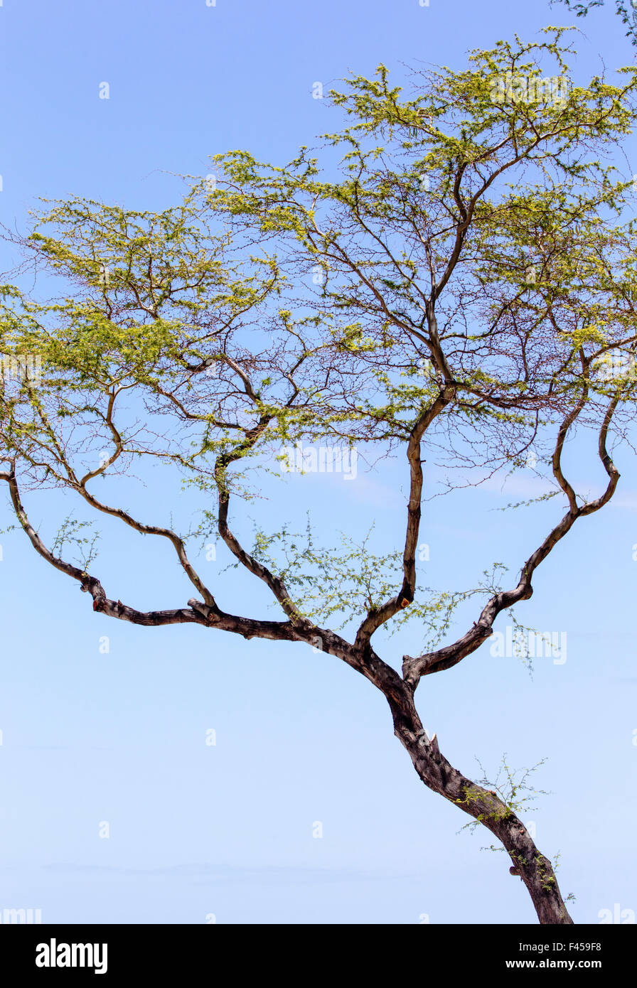 Kiawe tree; Prosopis pallida; Hapuna Beach; Big Island of Hawai'i; Hawaii, USA Stock Photo