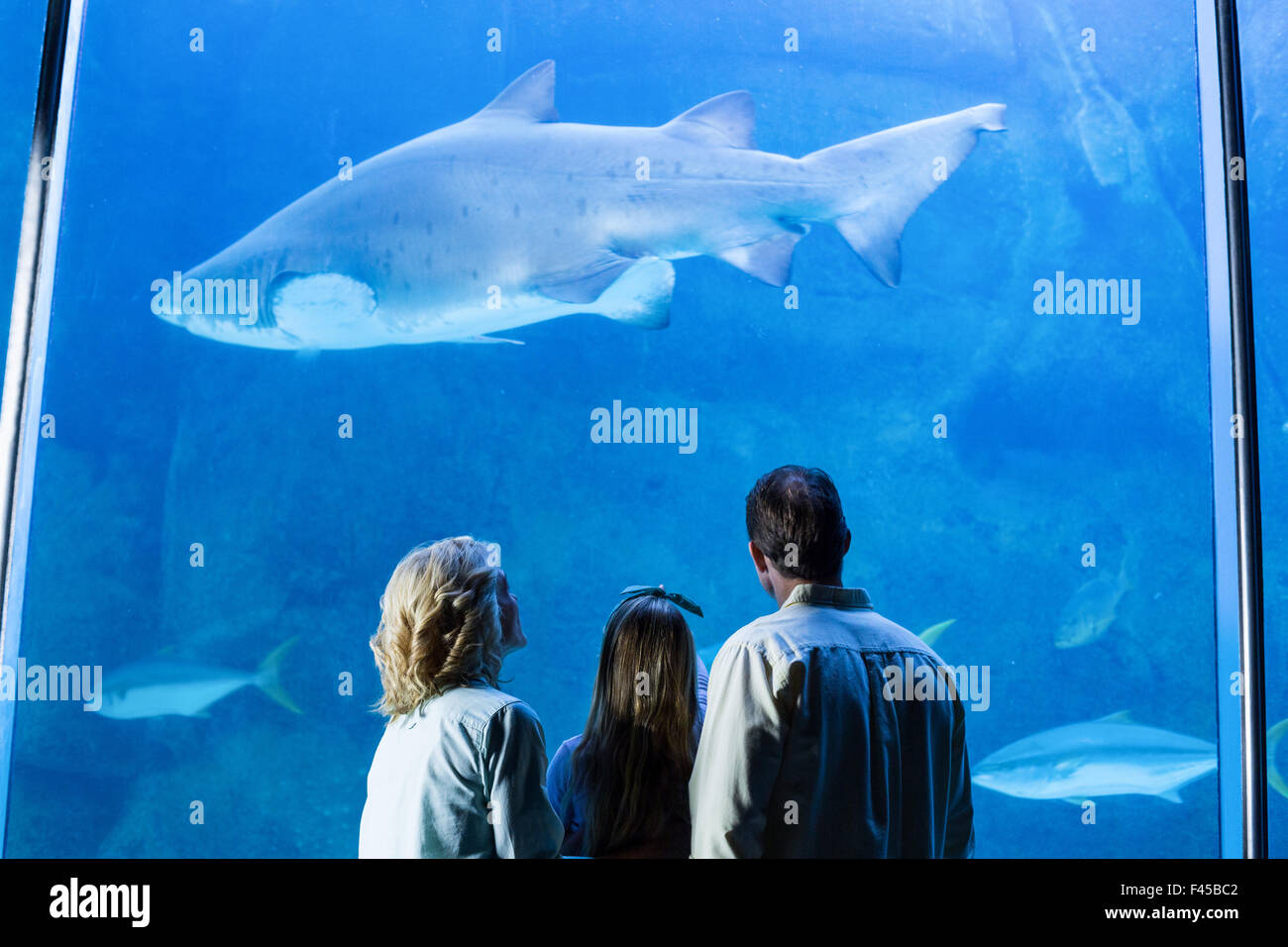 Tank rear view hi-res stock photography and images - Alamy