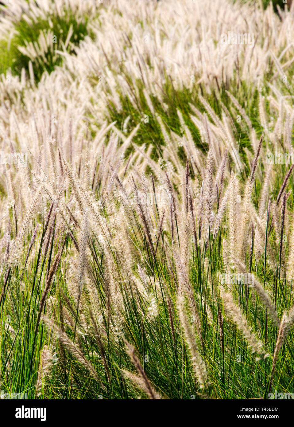 Setaceum Fountain Grass; Pennisetum setaceum; near Hapuna Beach; Kohala Coast ...