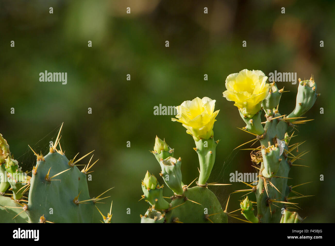barbary fig cactus plant with yellow flowers in Sri Lanka Stock Photo