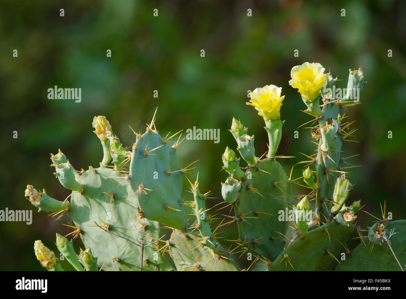 barbary fig cactus plant with yellow flowers in Sri Lanka Stock Photo
