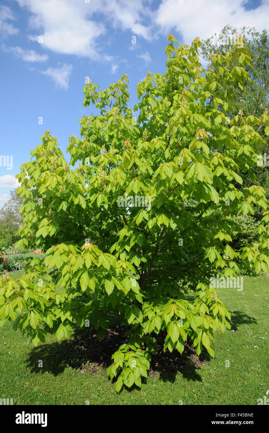 Sunshine horse chestnut Stock Photo