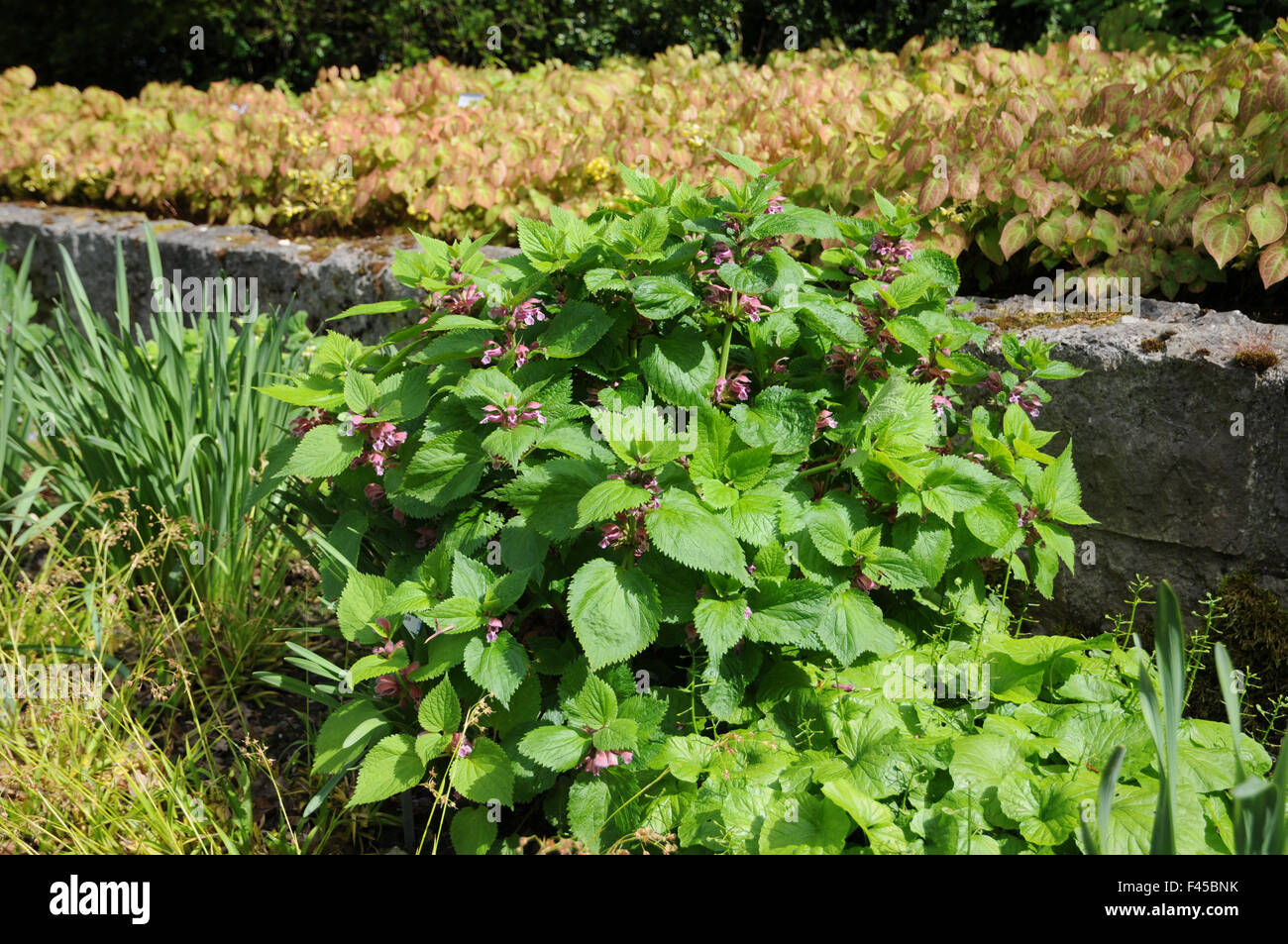 Balm leaved archangel flowers hires stock photography and images Alamy