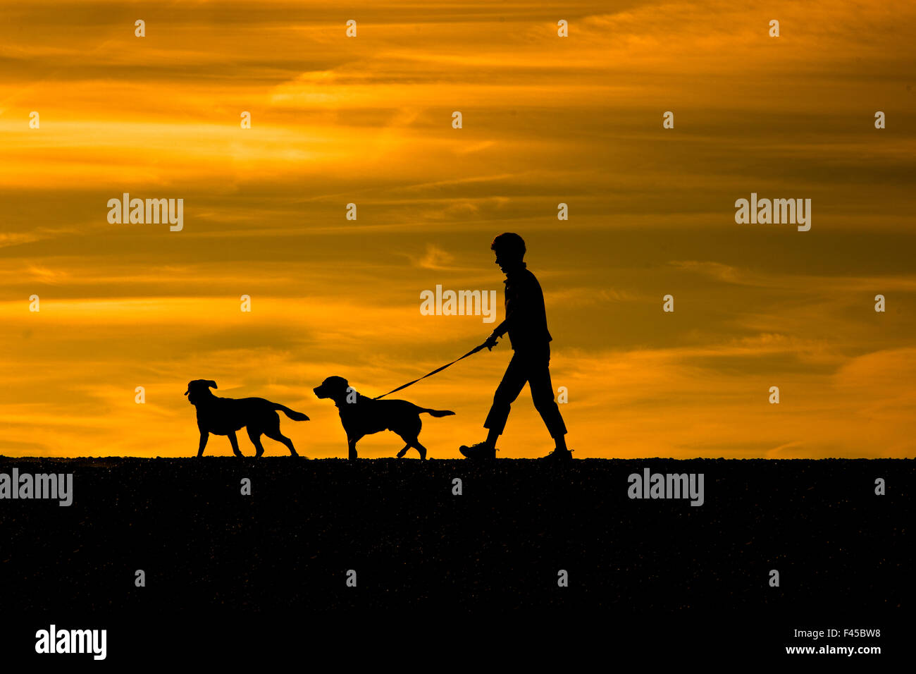 Man walking dogs on Dunwich beach, Suffolk, August. Stock Photo