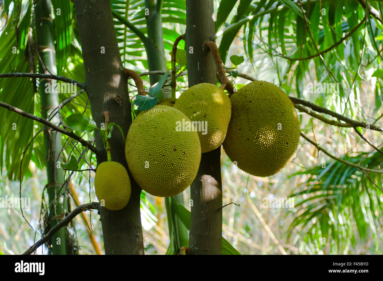 Jackfruit tree specie Artocarpus heterophyllus in Sri Lanka Stock Photo