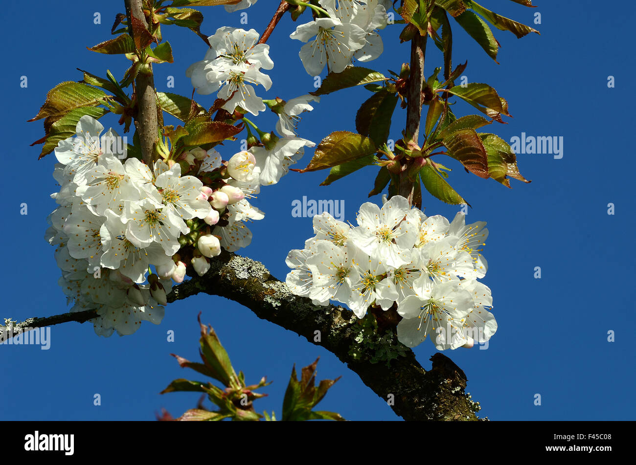 cherry-blossom, Cherry; tree; Stock Photo