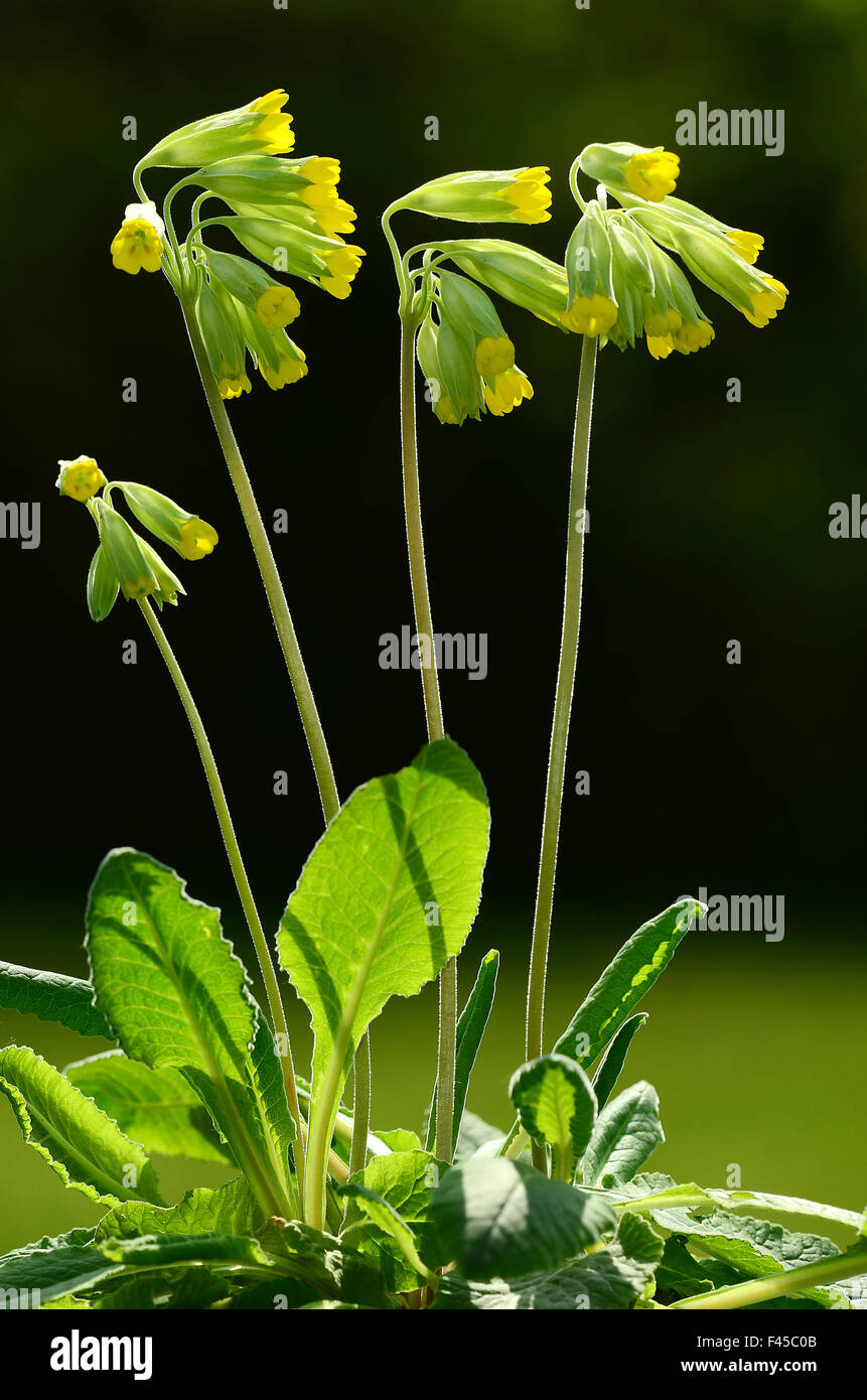 Cowslip;  Flower; blossom; Stock Photo