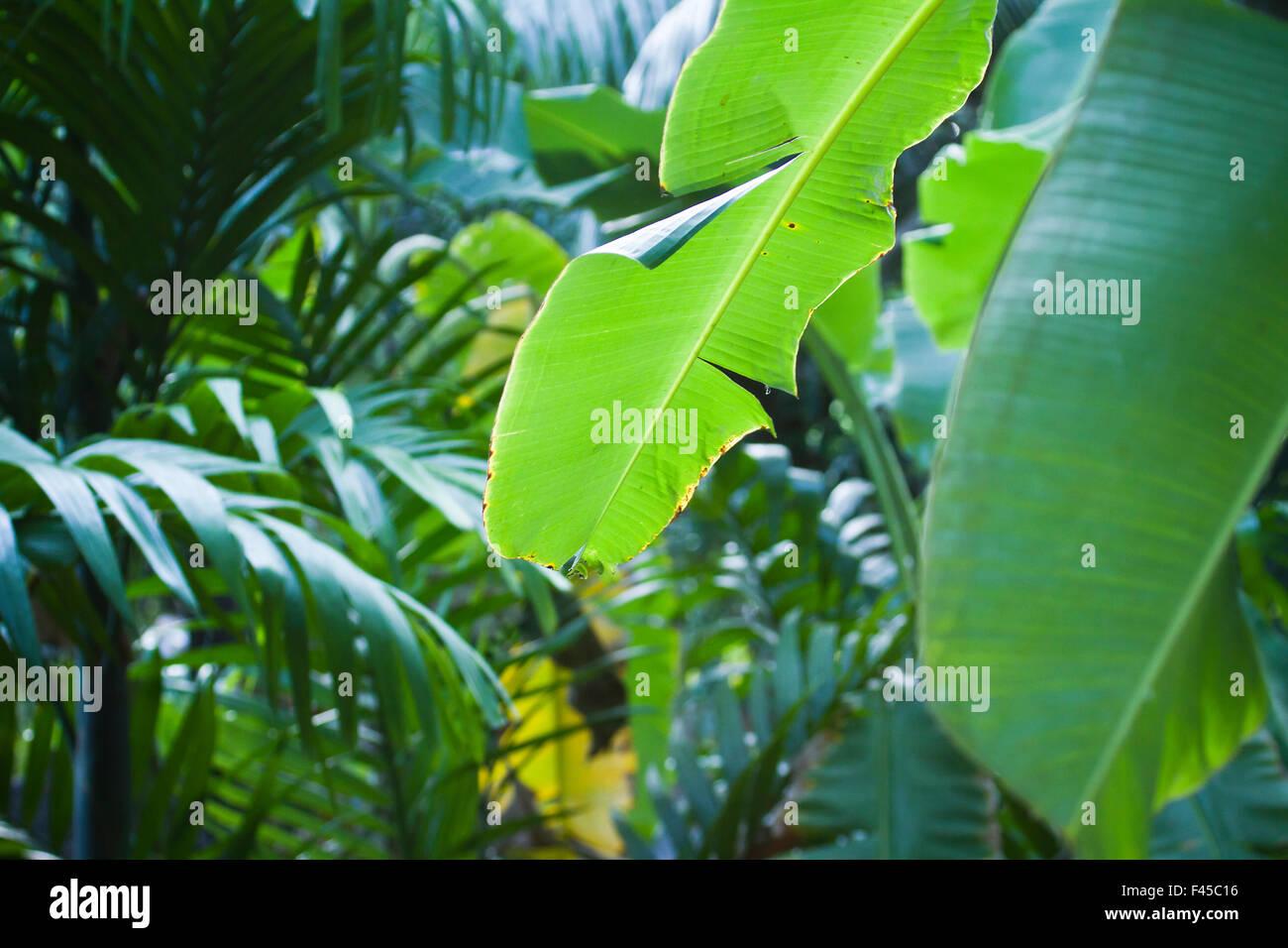 Tropical exotic plant hi-res stock photography and images - Alamy