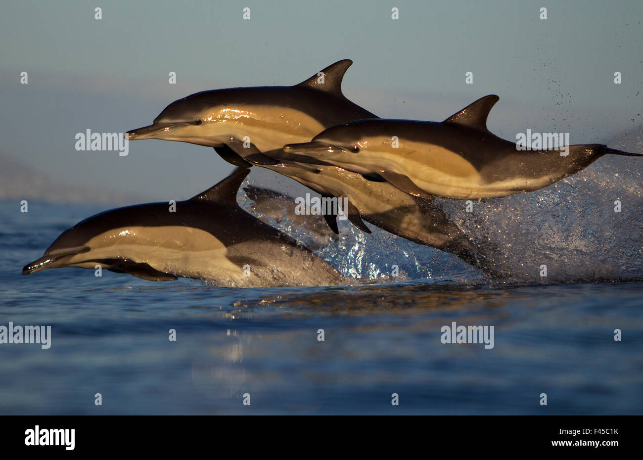 Common dolphin (Delphinus delphis), False Bay, Cape Town, South Africa, August. Stock Photo
