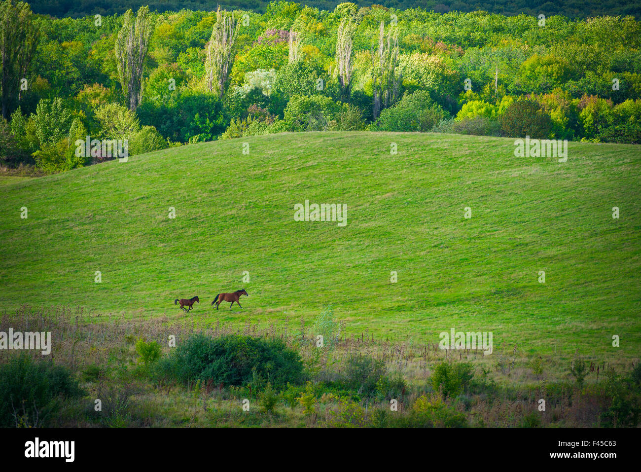 Two horses on green meadow Stock Photo