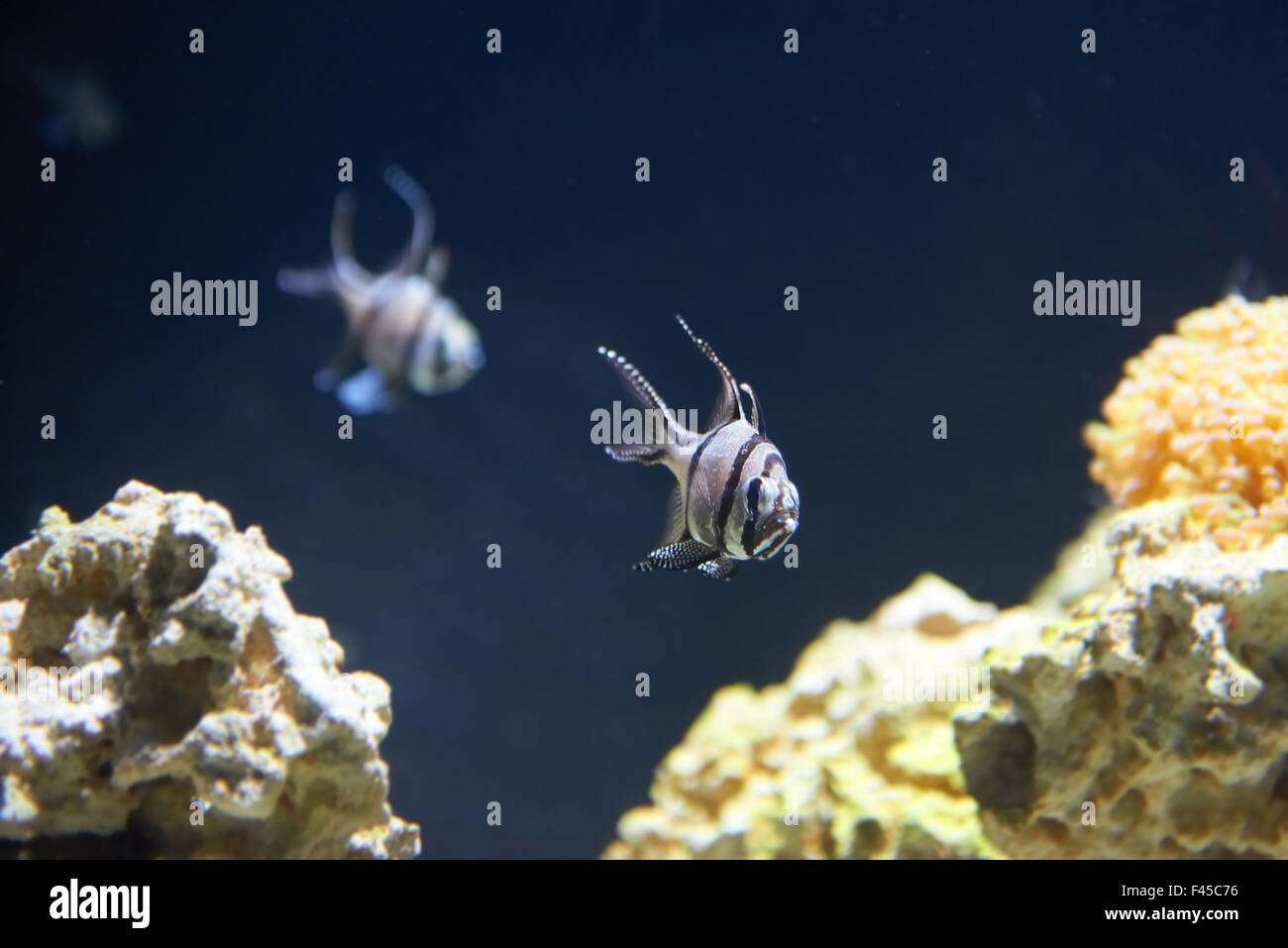 Tropical fish near coral reef Stock Photo