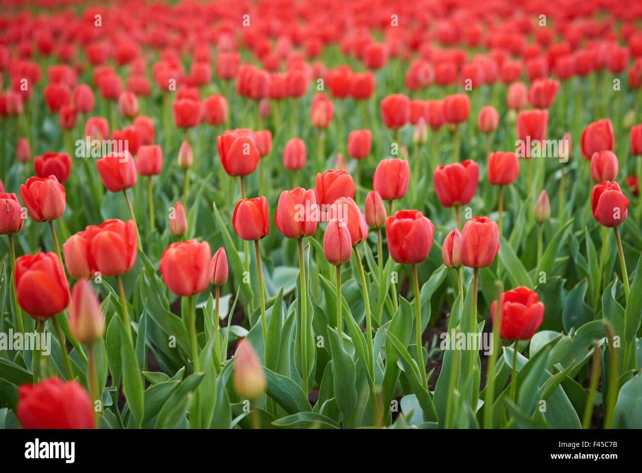 Beautiful field tulips hi-res stock photography and images - Alamy