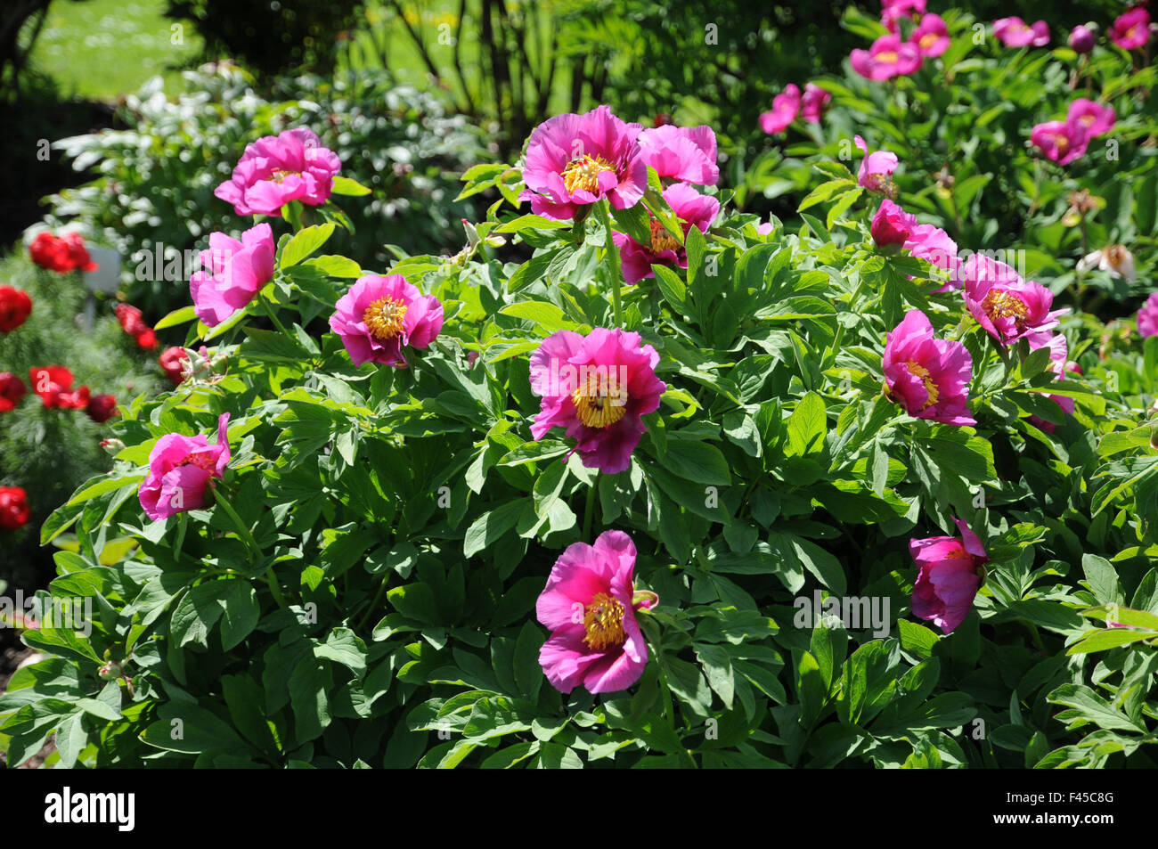 Peony Stock Photo