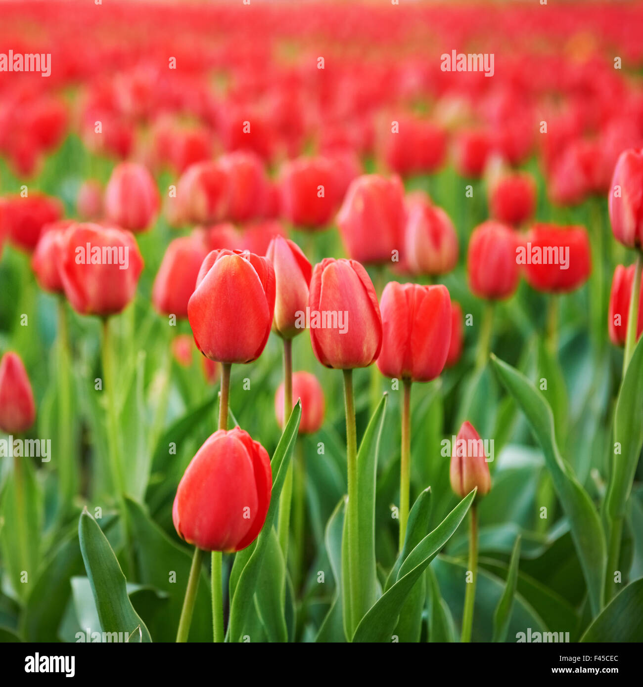 Beautiful field tulips hi-res stock photography and images - Alamy