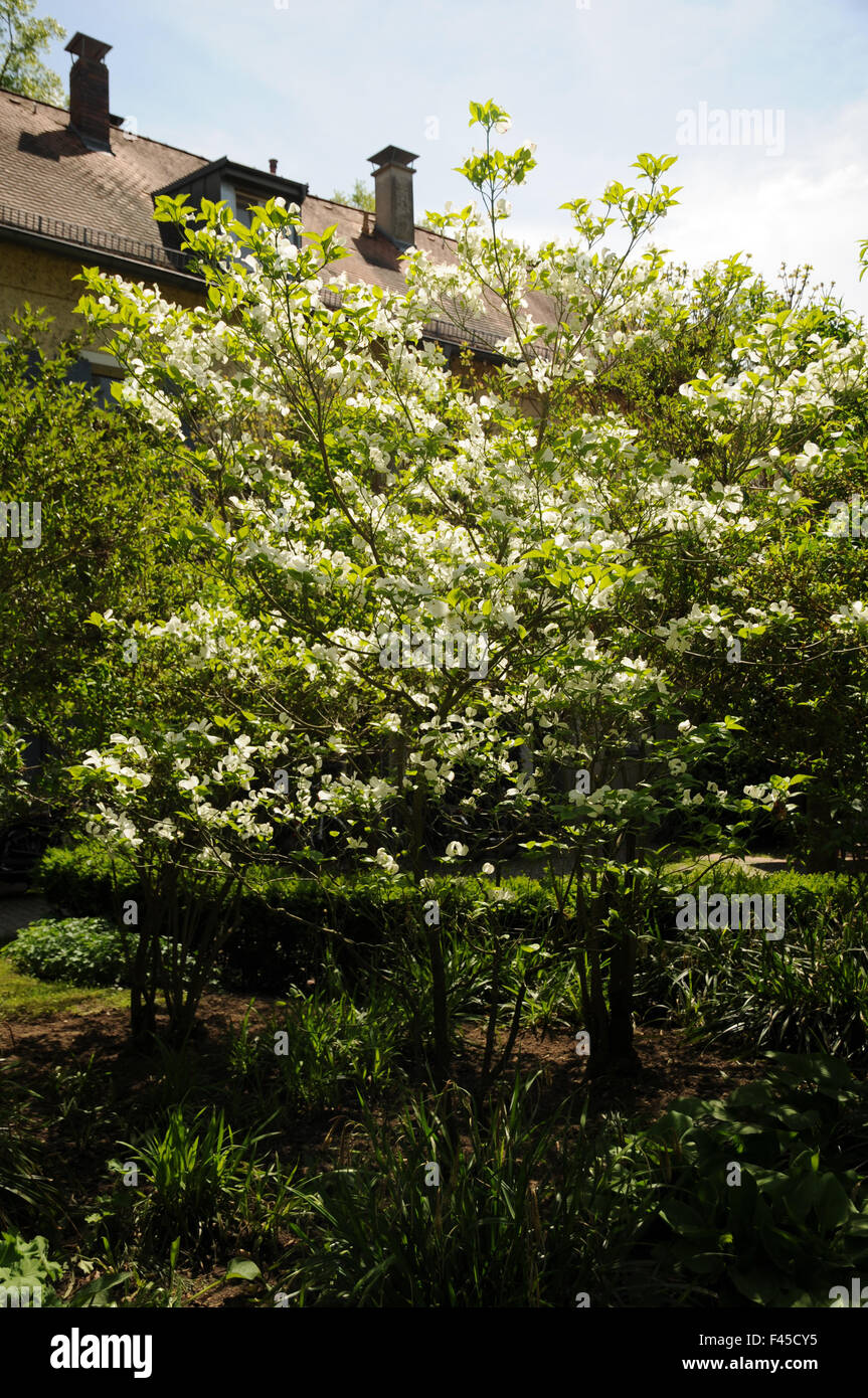 Flowering dogwood Stock Photo