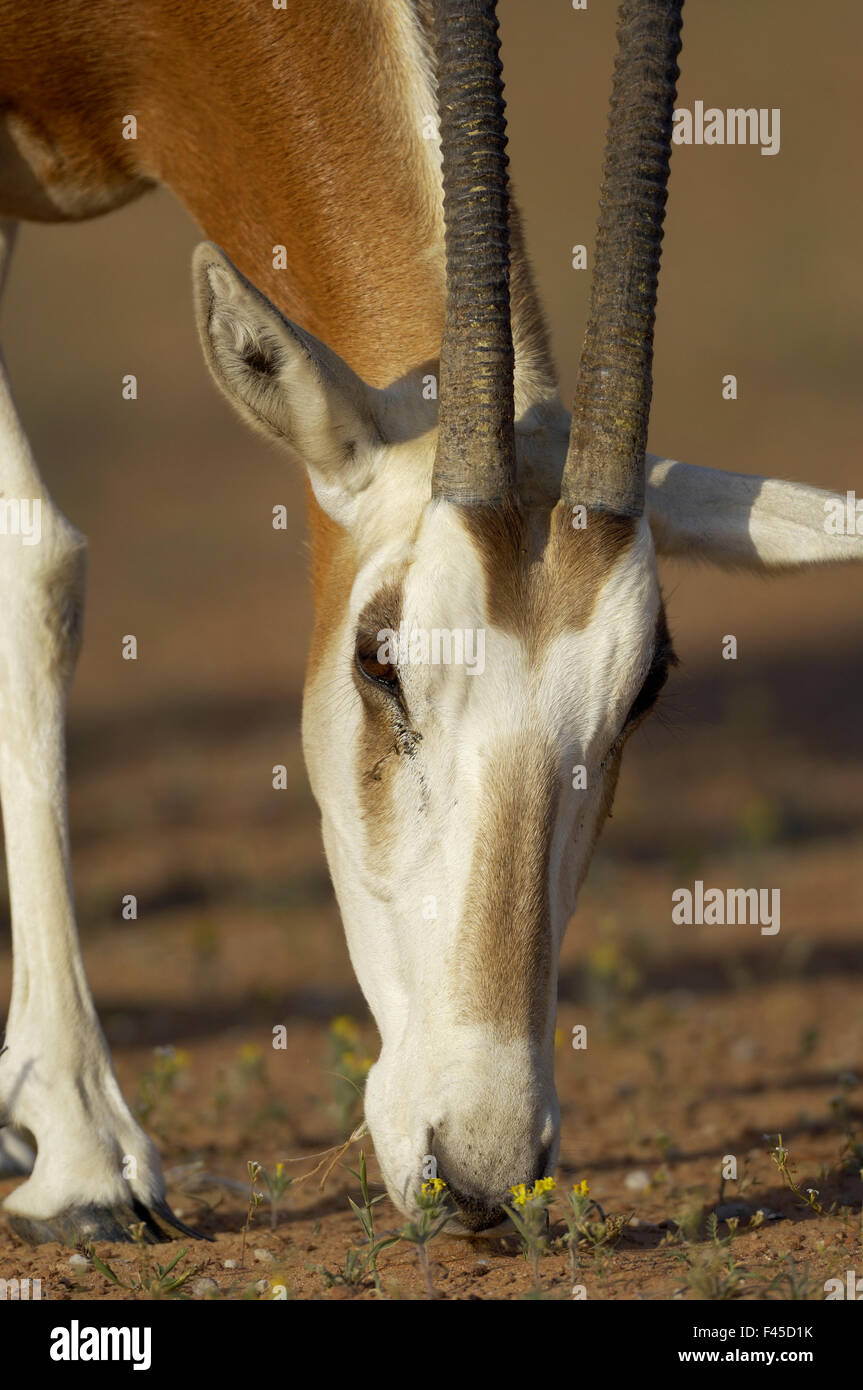 Scimitar-horned oryx (Oryx dammah), Dubai Desert Conservation Reserve, Dubai, UAE Stock Photo - Alamy Scimitar-horned oryx (Oryx dammah), Dubai Desert Conservation Reserve, Dubai, UAE Stock Photo - Alamy