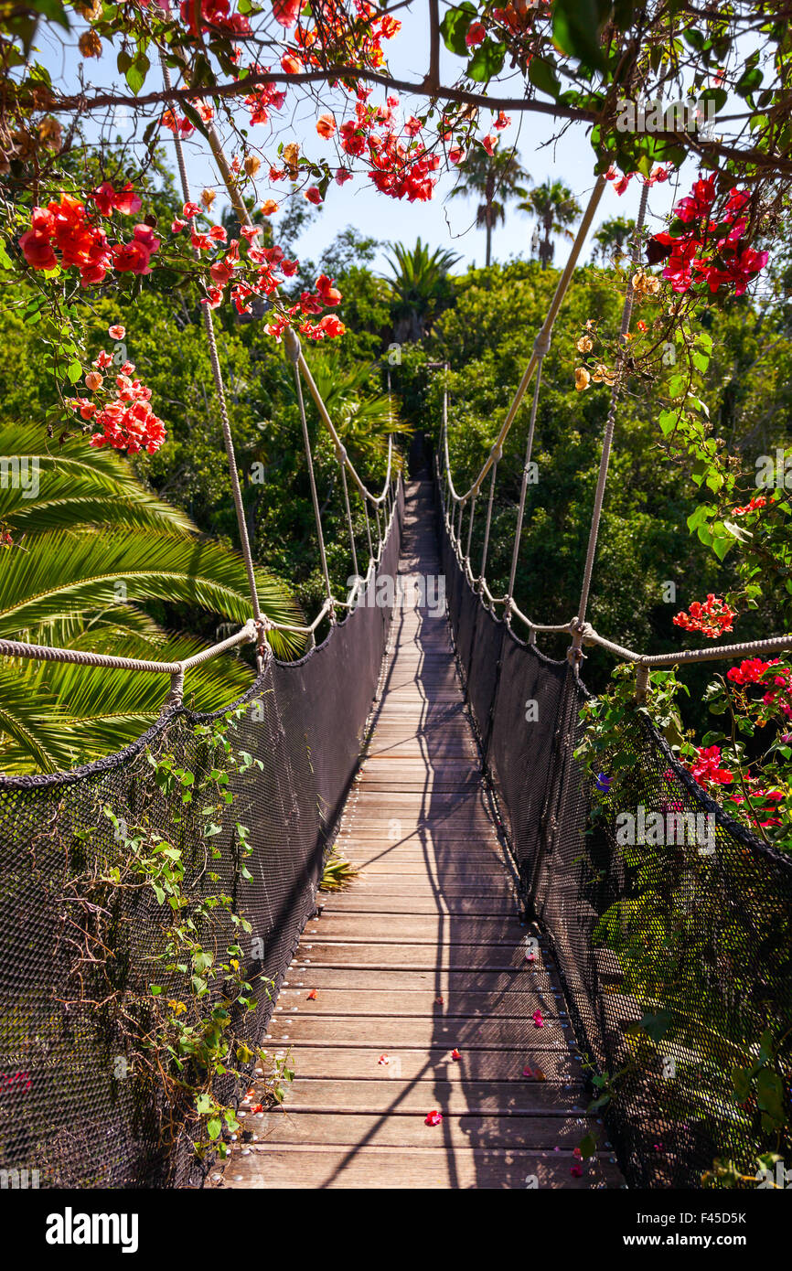 Footpath in jungle - Tenerife Canary islands Stock Photo