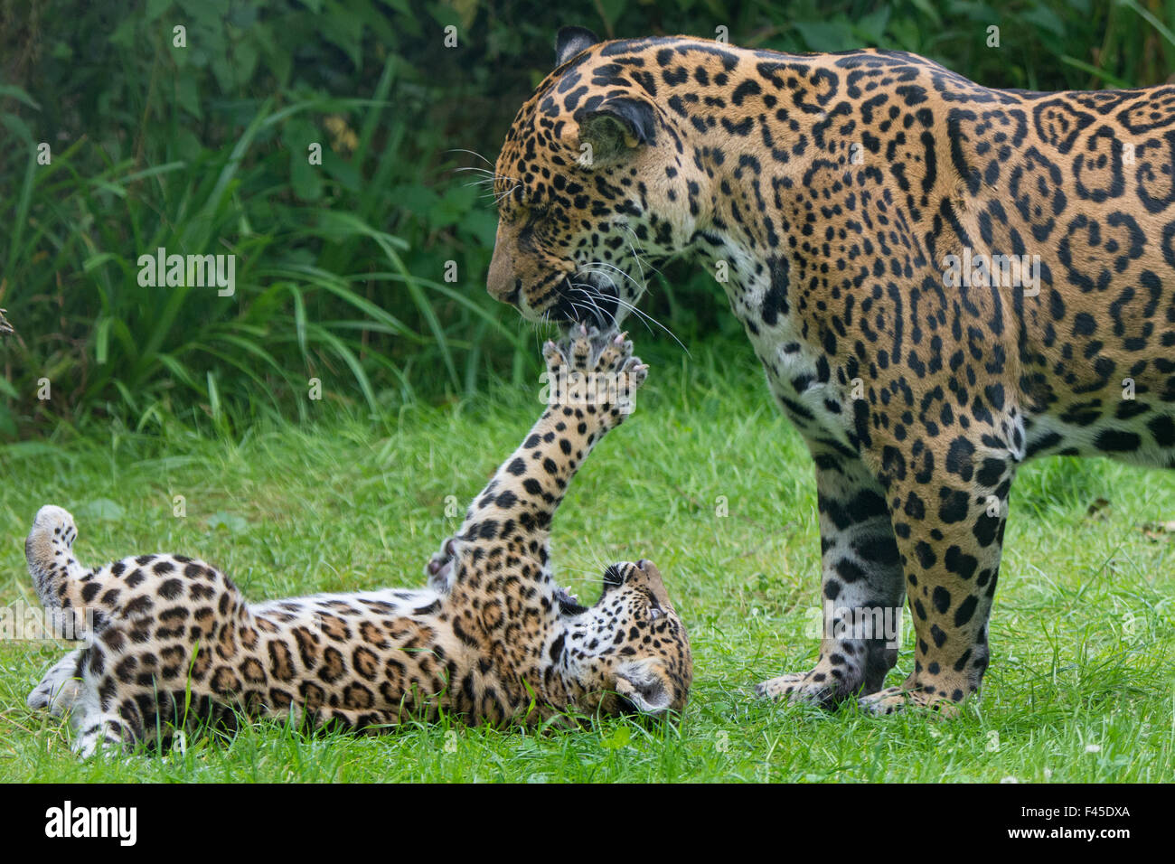 Female Jaguar (Panthera onca) playing with her cub, captive, occurs in Southern and Central America. Stock Photo