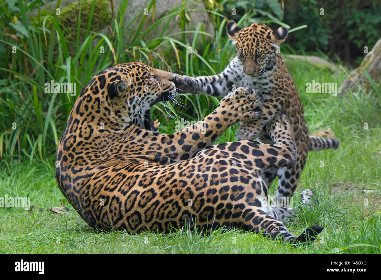 Female Jaguar (Panthera onca) playing with her cub, captive, occurs in