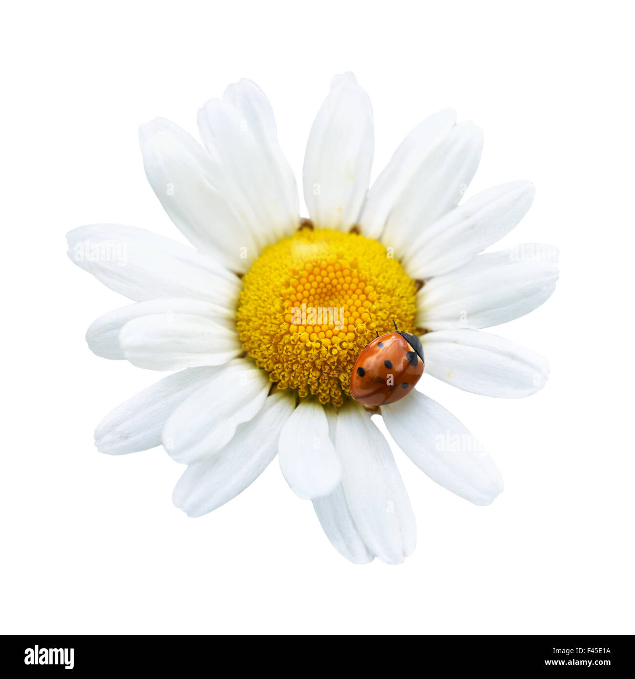 White daisy with ladybug Stock Photo