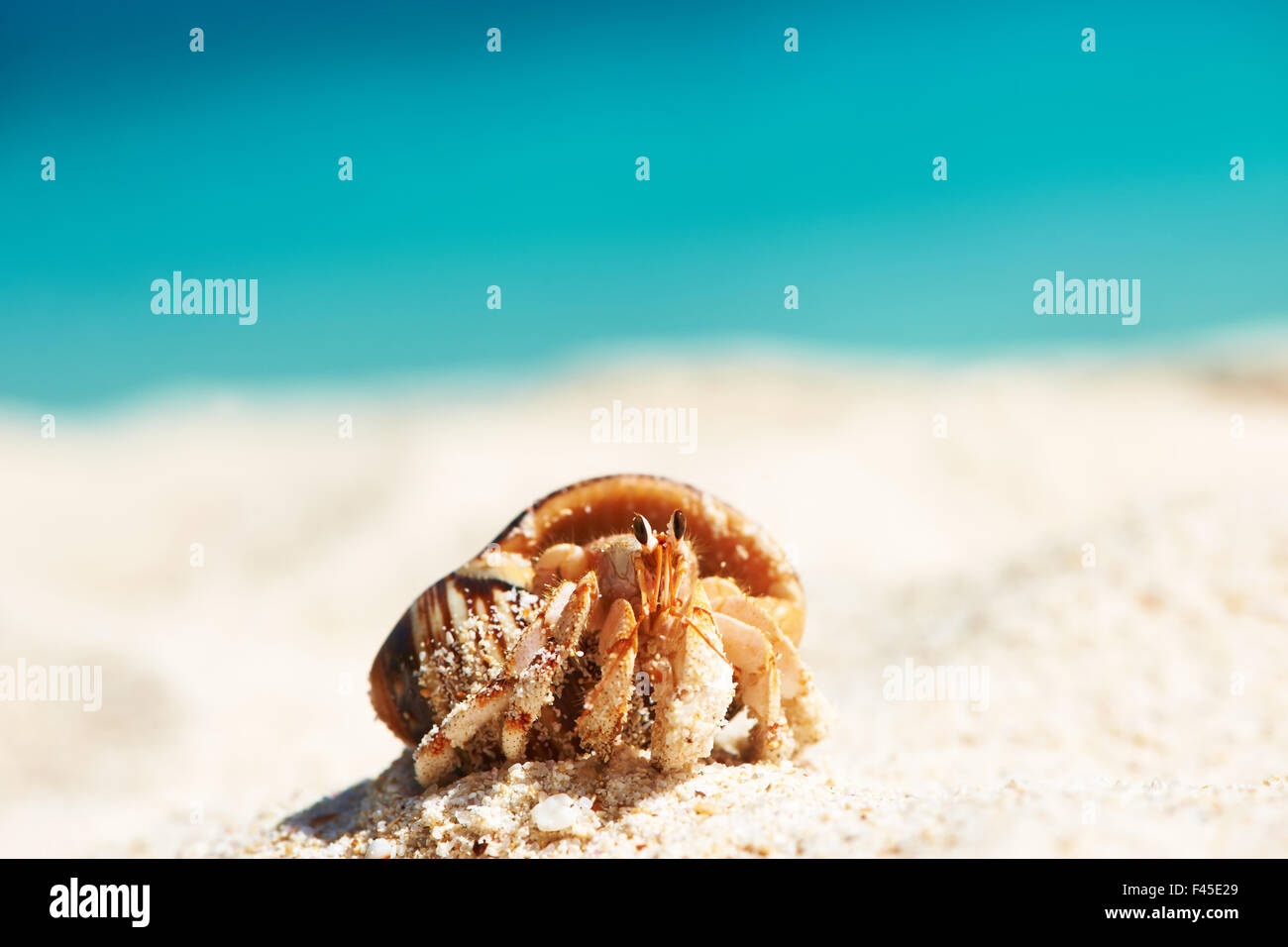 Hermit crab at beach Stock Photo - Alamy