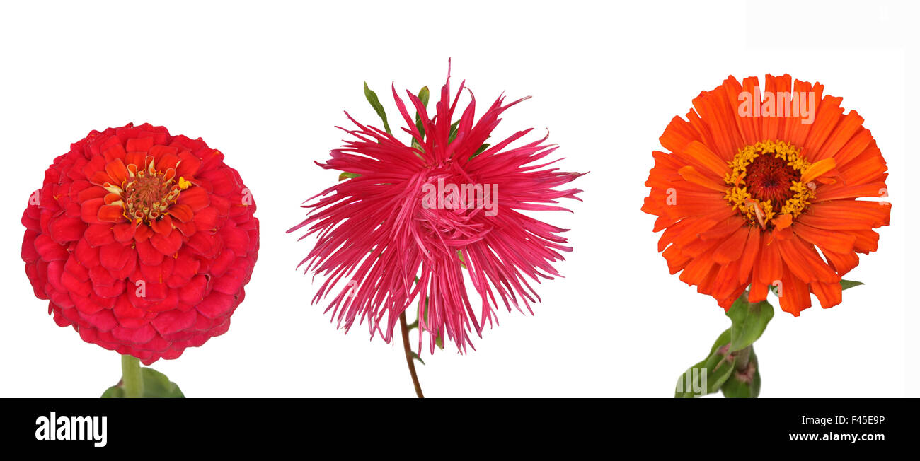 Zinnia and dahlia flowers Stock Photo Alamy