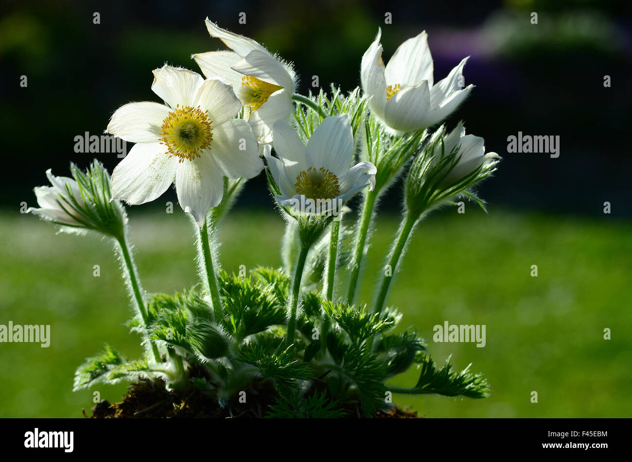 pasque; mountain flower; alpin-flower; Stock Photo