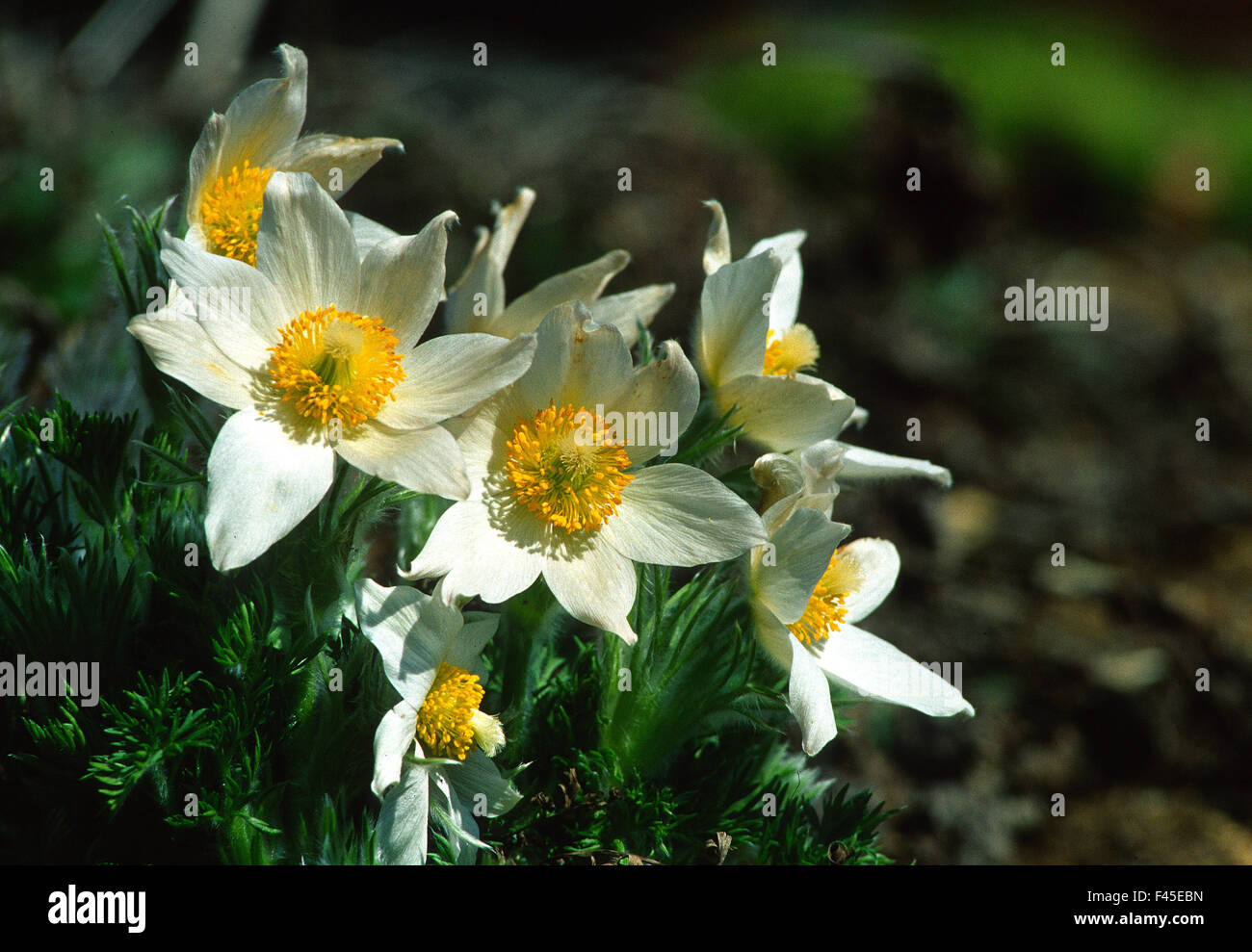 pasque; mountain flower; alpin-flower; Stock Photo