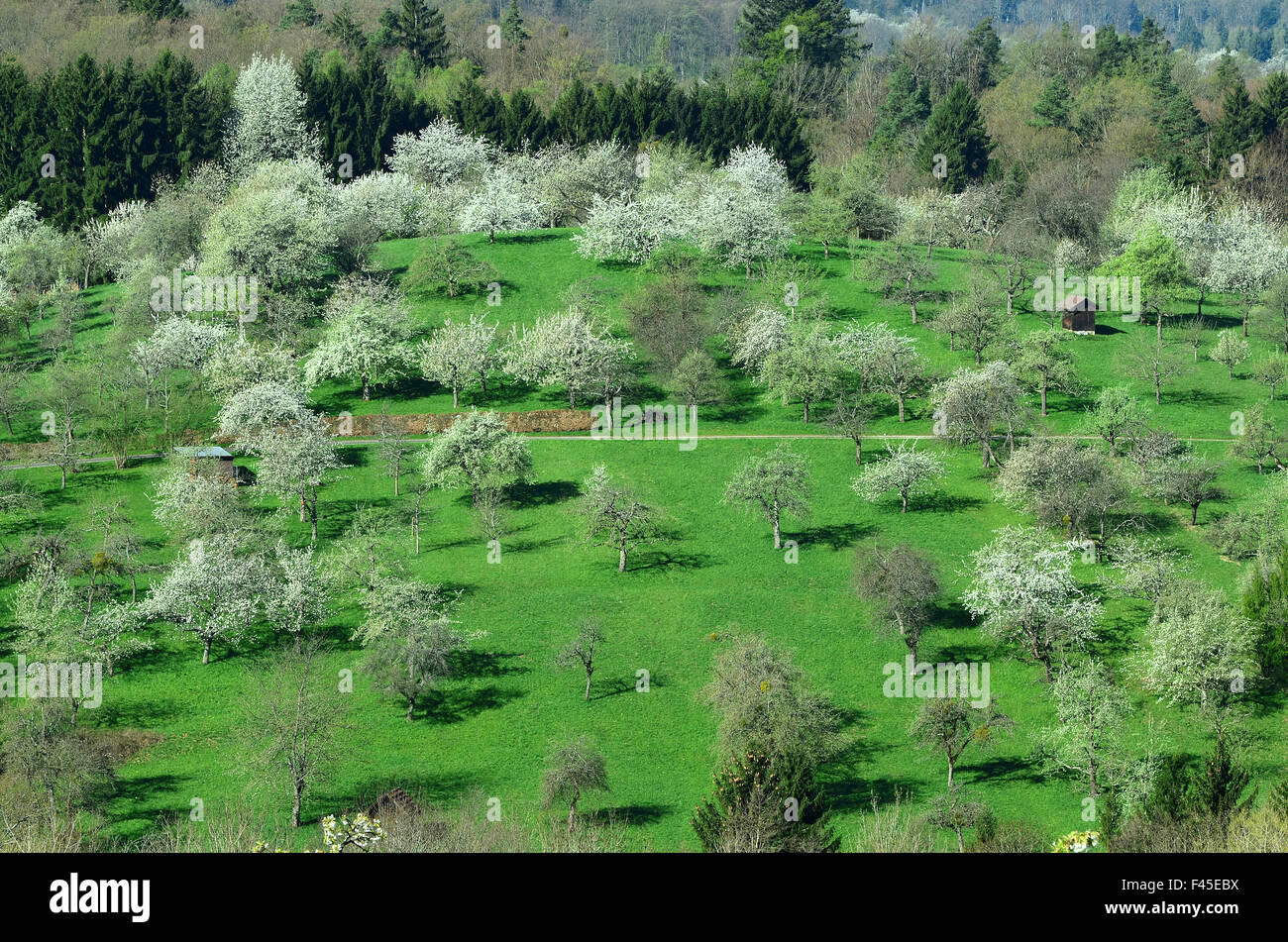 orchard; trees; blossom; Germany Stock Photo