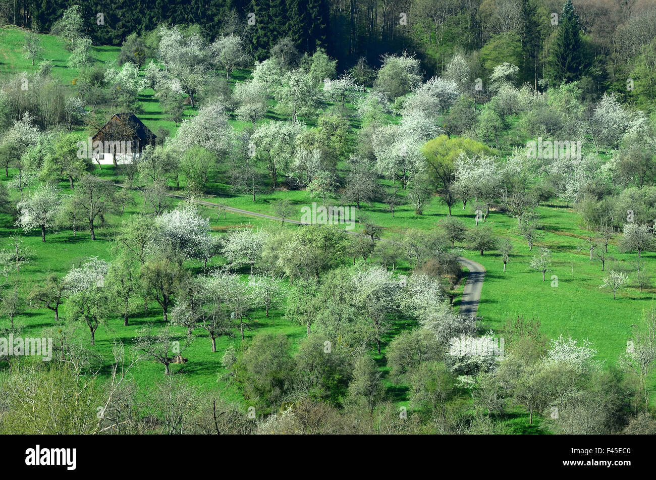 orchard; trees; blossom; Germany Stock Photo