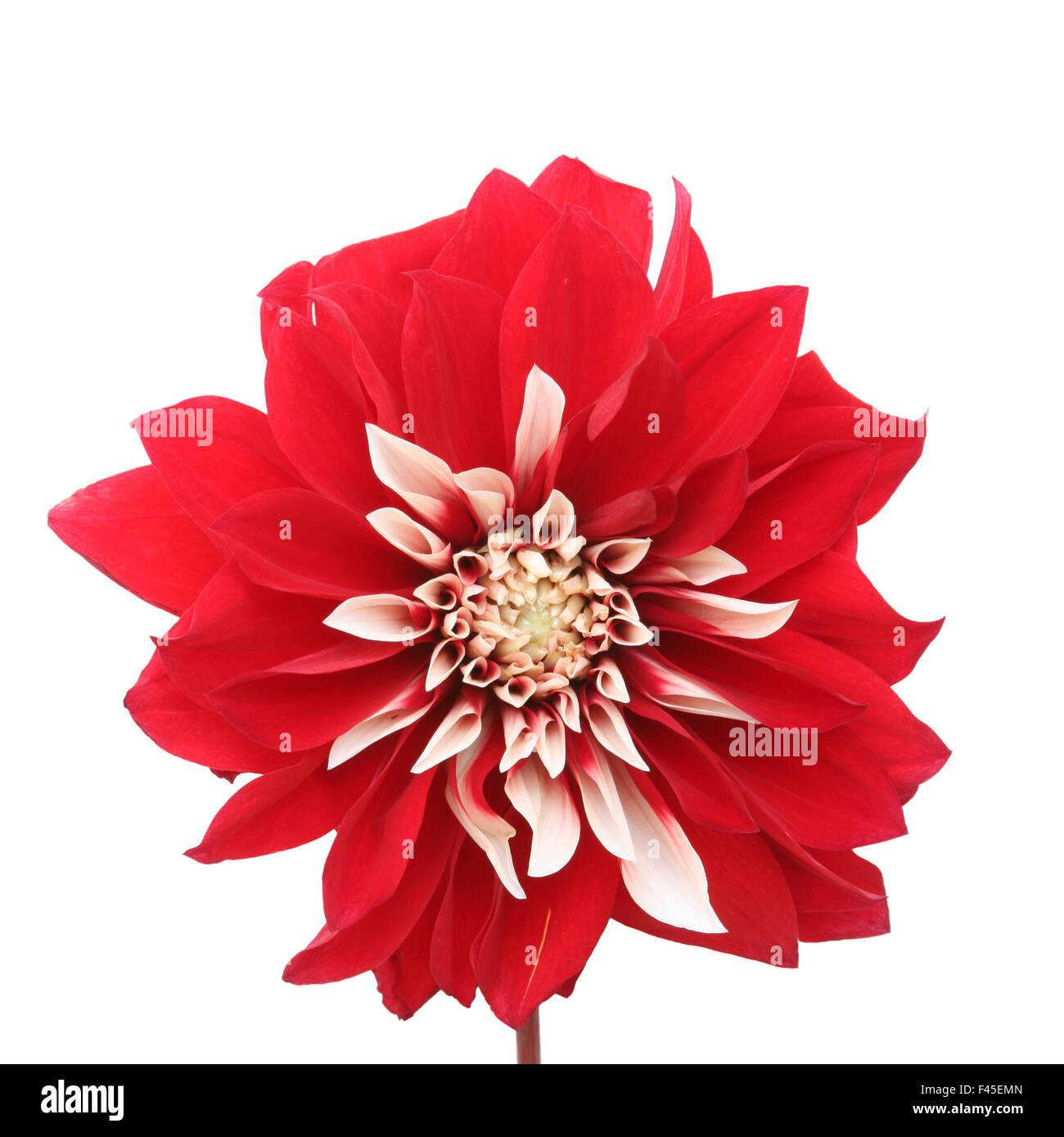 Joy Dahlia High Resolution Stock Photography and Images - Alamy