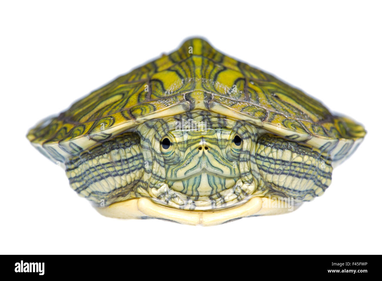 Crushed reptile Cut Out Stock Images & Pictures - Alamy