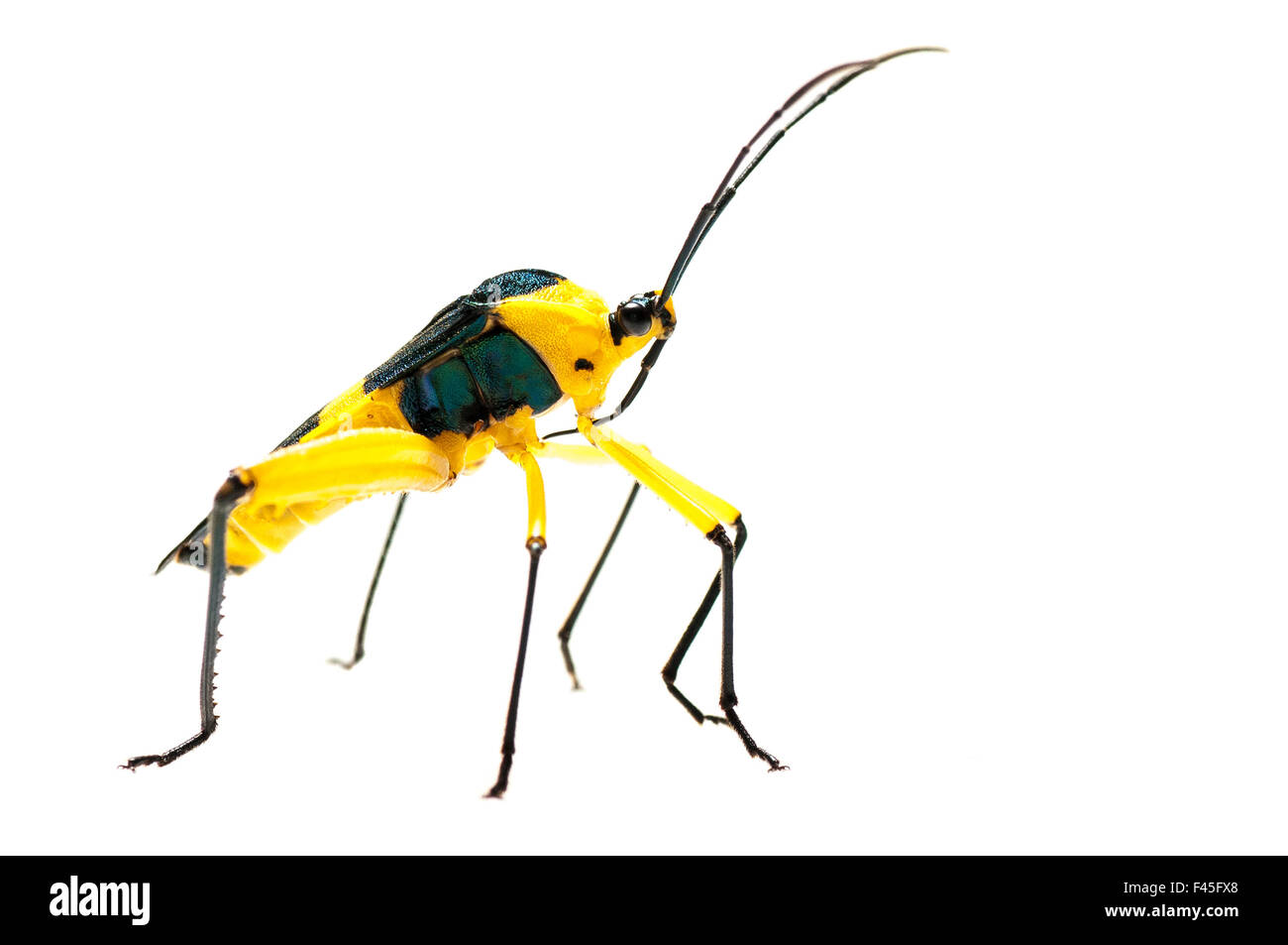 Leaf-footed bug (Coreidae) Iwokrama, Guyana. Meetyourneighbours.net project Stock Photo