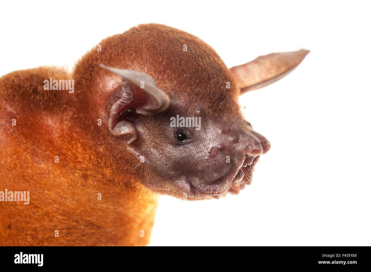 Greater bulldog bat (Noctilio leporinus) portrait, Surama, Guyana.  Meetyourneighbours.net project Stock Photo - Alamy
