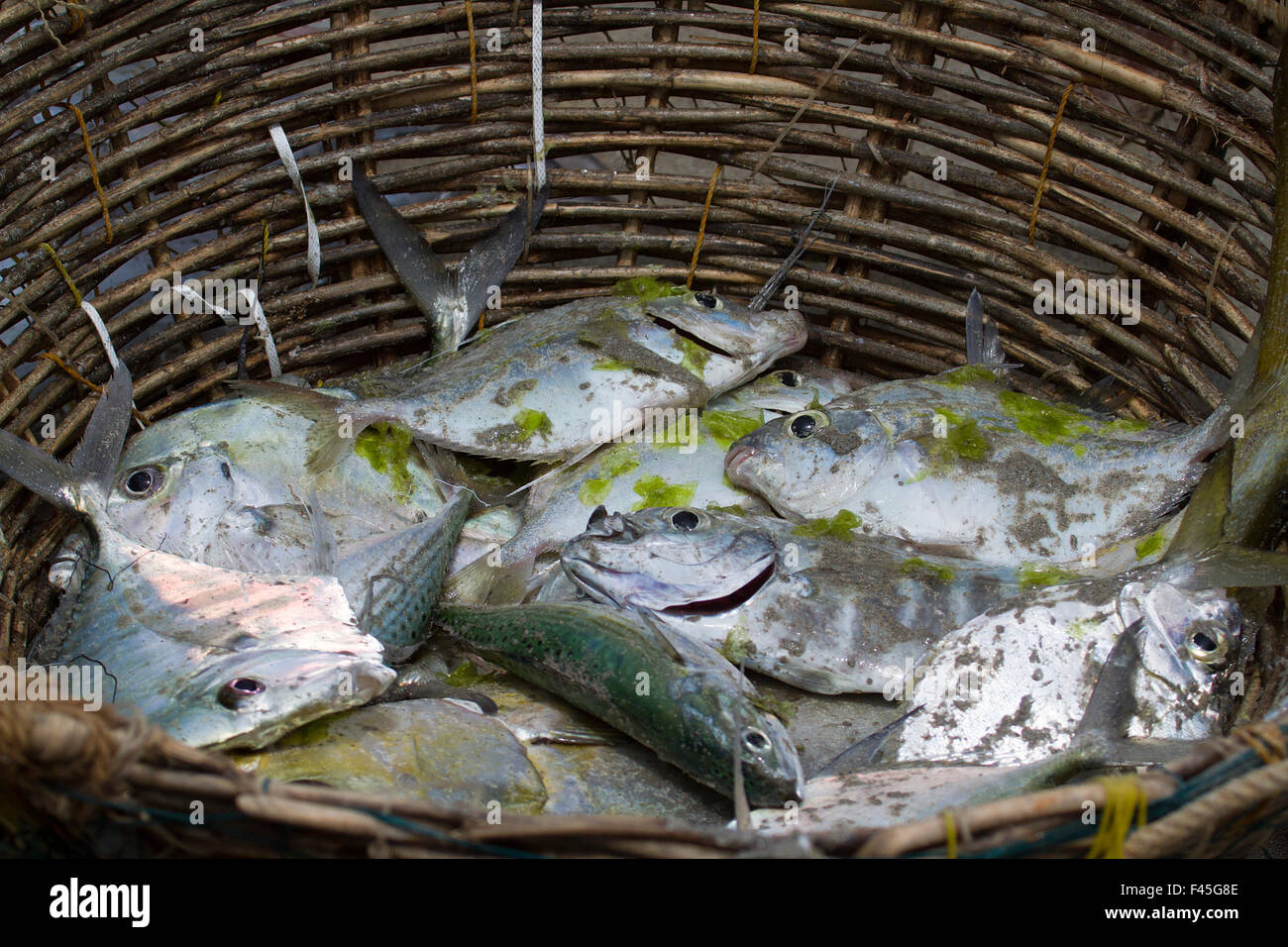 Fresh fish catch in traditional basket in Sri Lanka Stock Photo