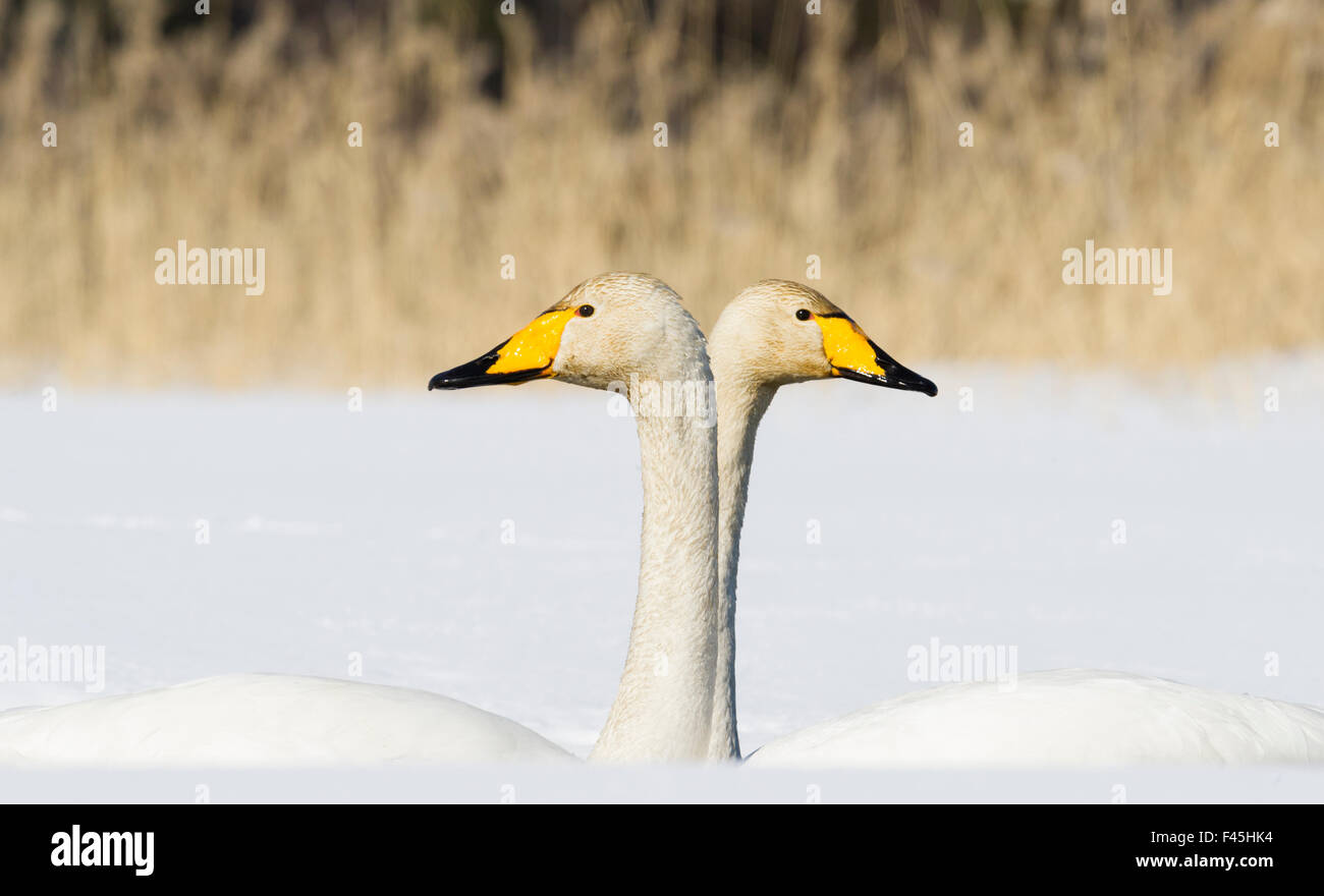 Whooper Swan (Cygnus cygnus) male and female facing in opposite
