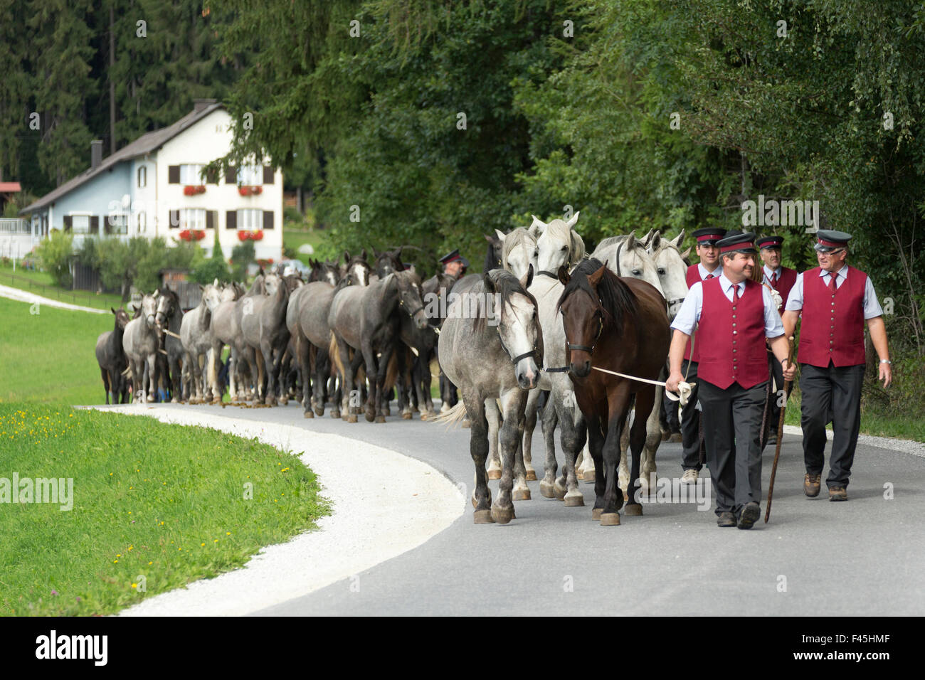 Piber Federal Stud employees leading Lipizzaner colts from the Stubalpe mountains to their winter stable, near Koflach, Styria, Austria, September 2013. Editorial use only. Stock Photo