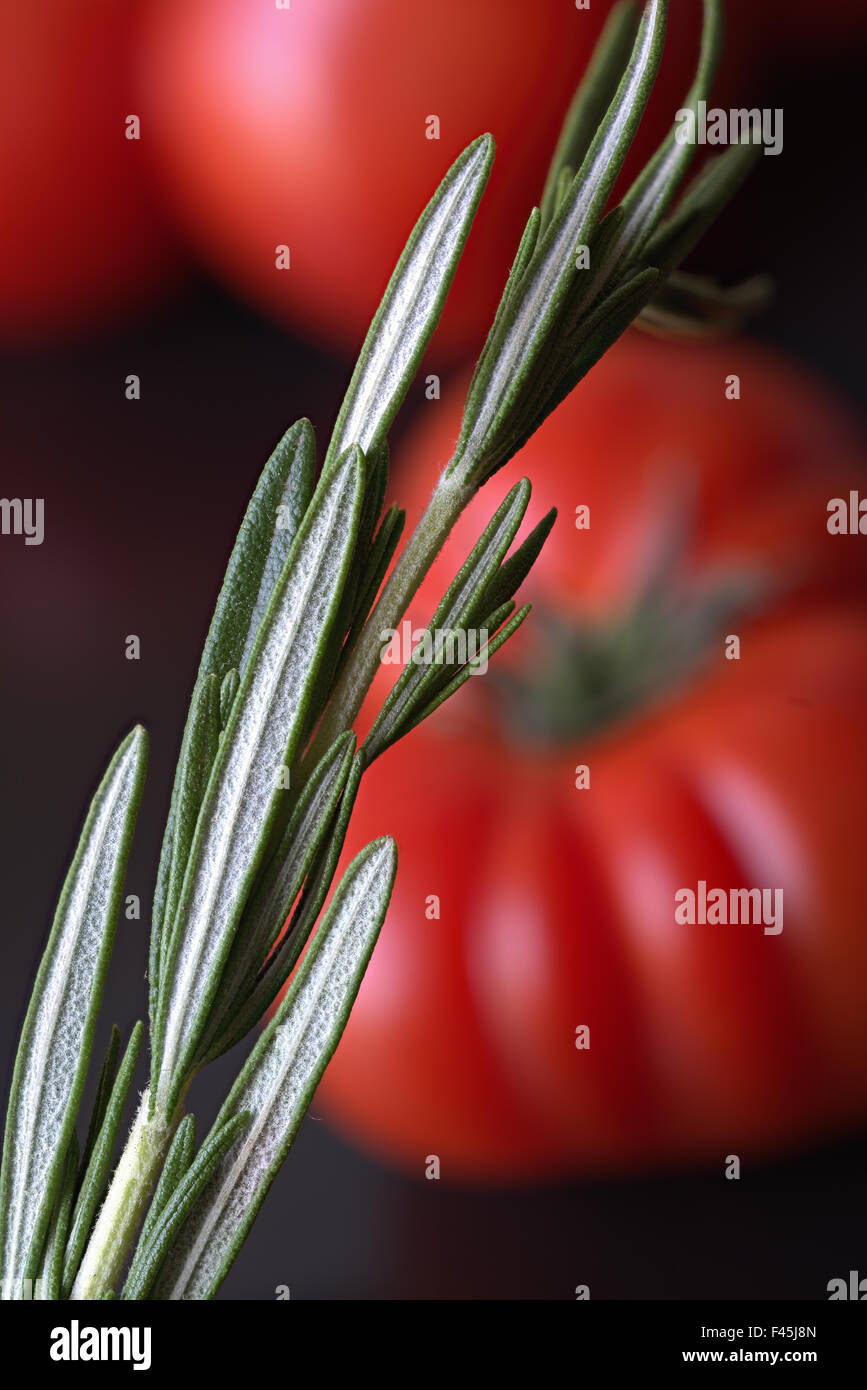 Rosemary (Rosmarinus officinalis) and Tomatoes Stock Photo