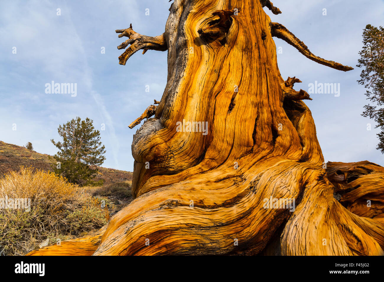 Great Basin Bristlecone Pine (Pinus longaeva) trunk of ancient tree, Inyo National forest, White Mountains, California, USA. Stock Photo