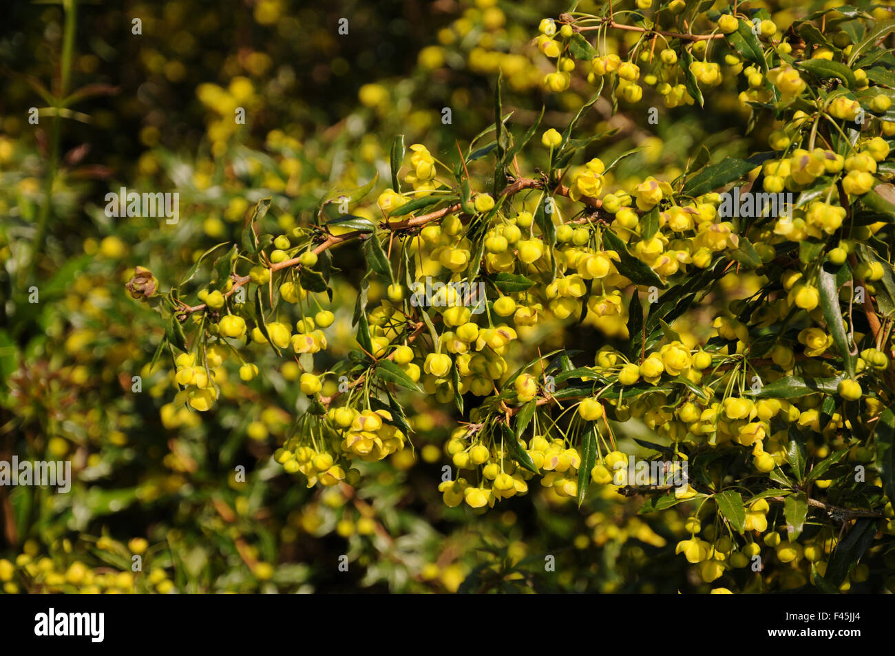 Warty barberry Stock Photo