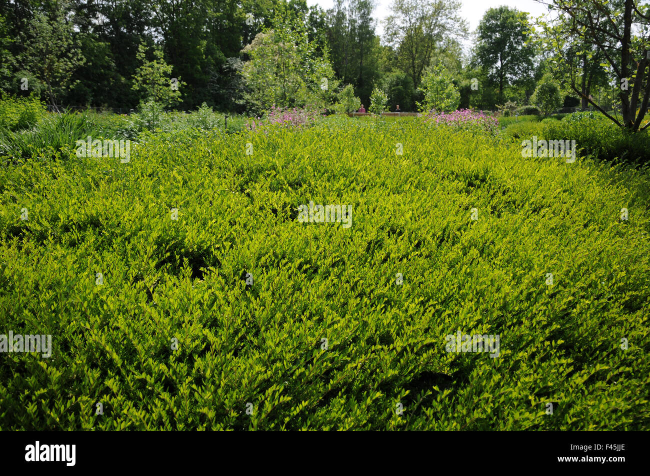 Boxleaf honeysuckle Stock Photo