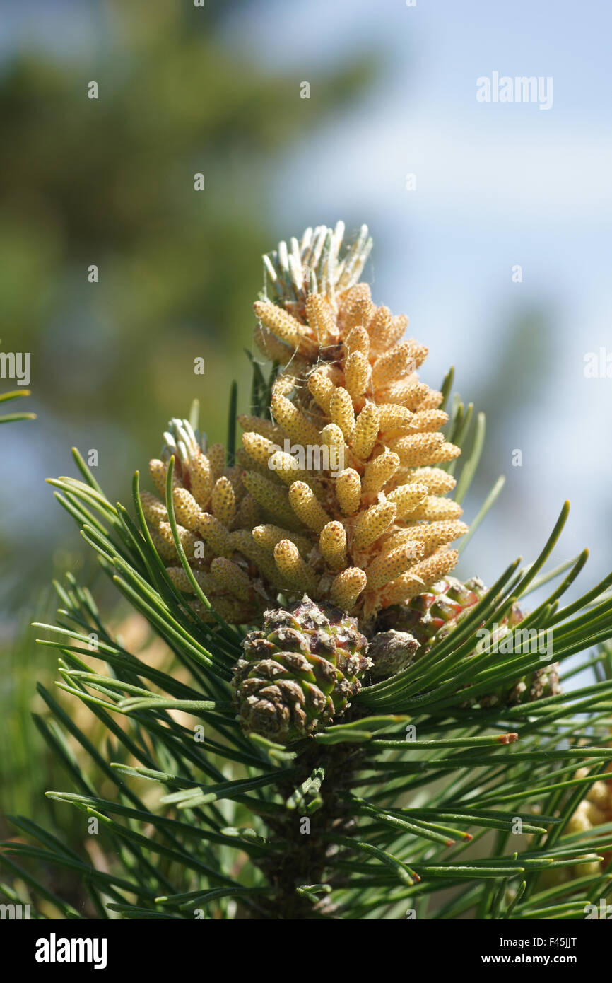 Mountain pine Stock Photo