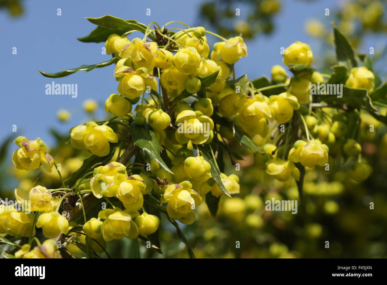 Warty barberry Stock Photo