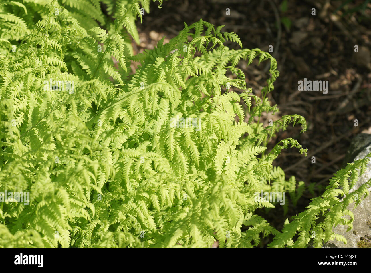 Eastern marsh fern Stock Photo