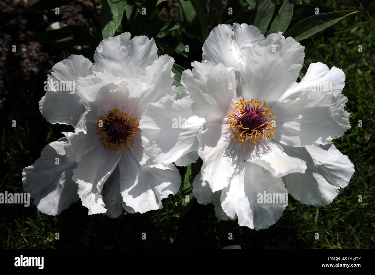 Shrub peony Stock Photo