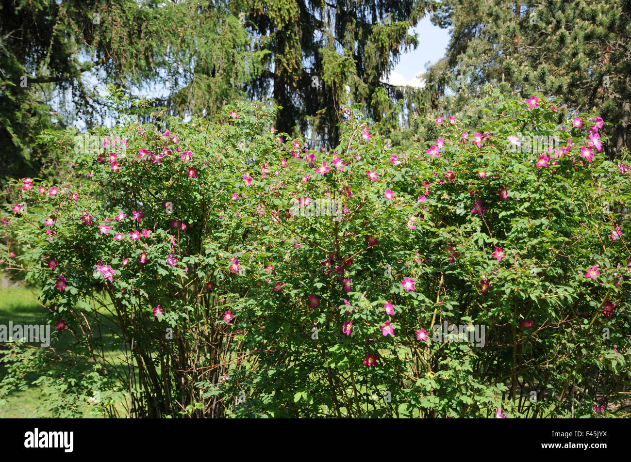 Alpenrose rosa pendulina hi-res stock photography and images - Alamy
