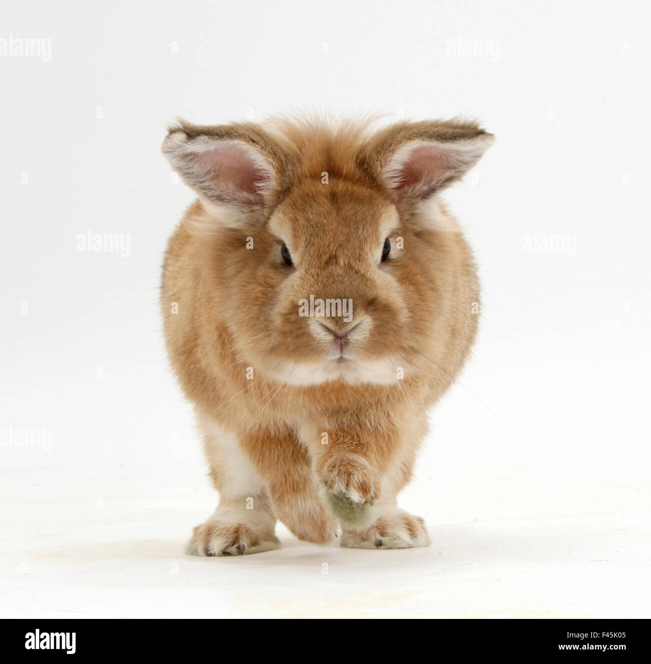 Lionhead x Lop rabbit, Tedson, running, against white background Stock ...