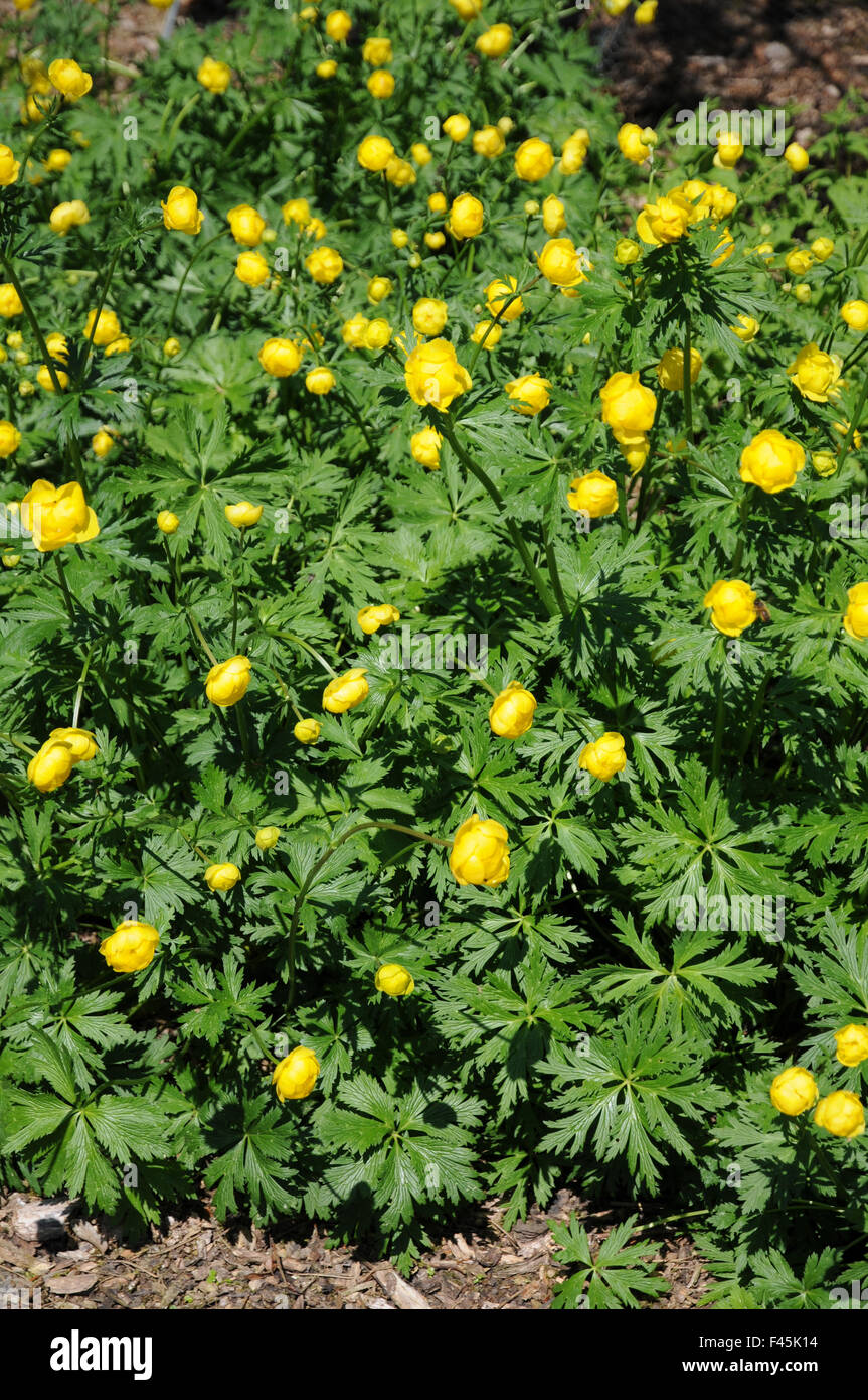 European globe flower Stock Photo Alamy