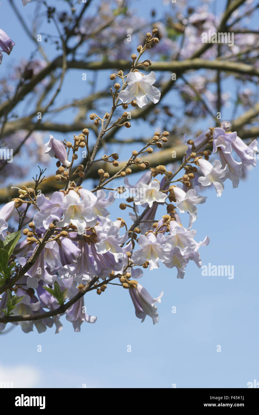 Empress tree paulownia tomentosa hi-res stock photography and images ...